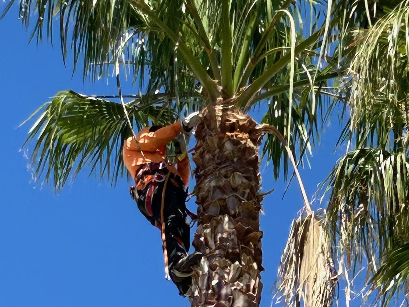 Tree & Shrub Care