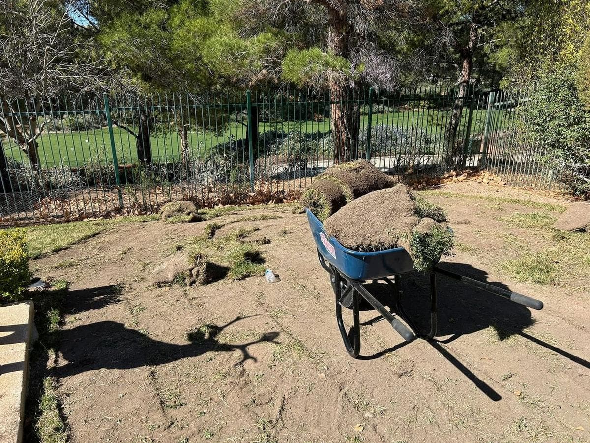 Estate Pool Lawn Replaced With Premium Turf — before 2